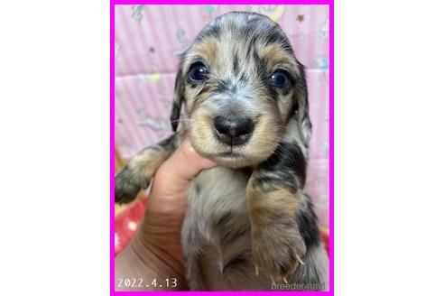成約済の千葉県のミニチュアダックスフンド(ロングヘアード)-172469の19枚目